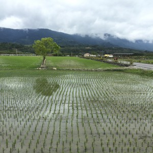 池上的美丽稻田
