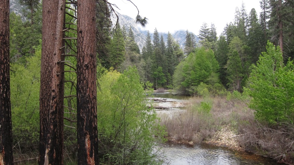 California. Sequoia & Kings Canyon.