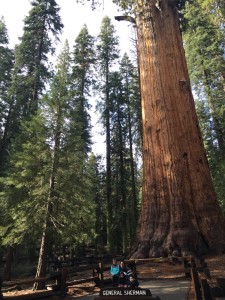 General Sherman Tree