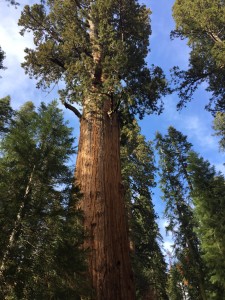 General Sherman Tree