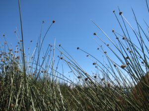 totora reeds