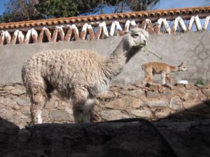 IMG_0847
